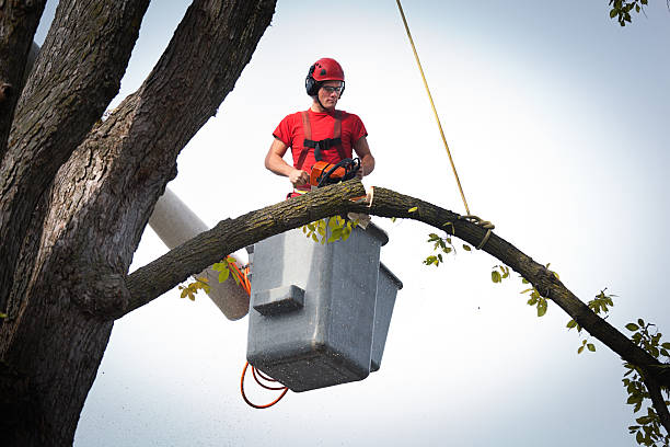 Best Hedge Trimming  in Granger, IA